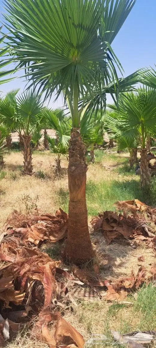 نخل واشنطني للبيع 2