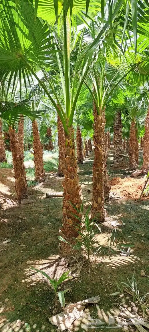 نخل واشنطني للبيع 6