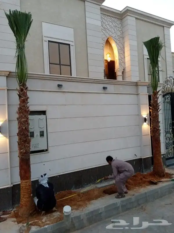 نخل واشنطني للبيع 8