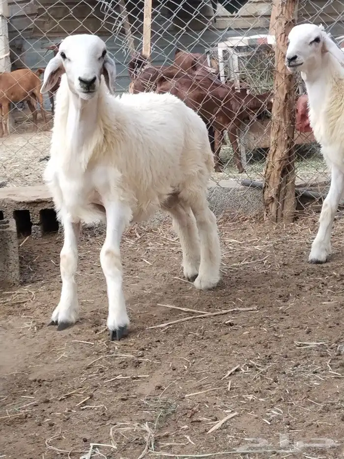 خرفان حريه 0