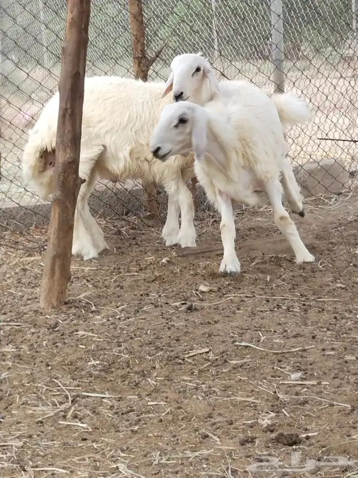 خرفان حريه 2