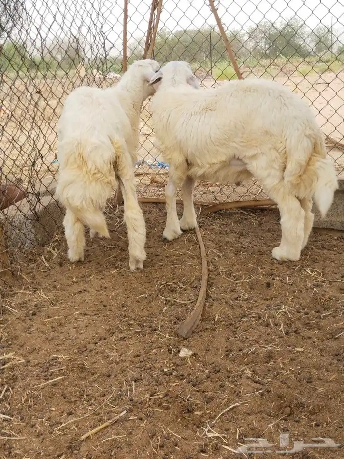 خرفان حريه 4