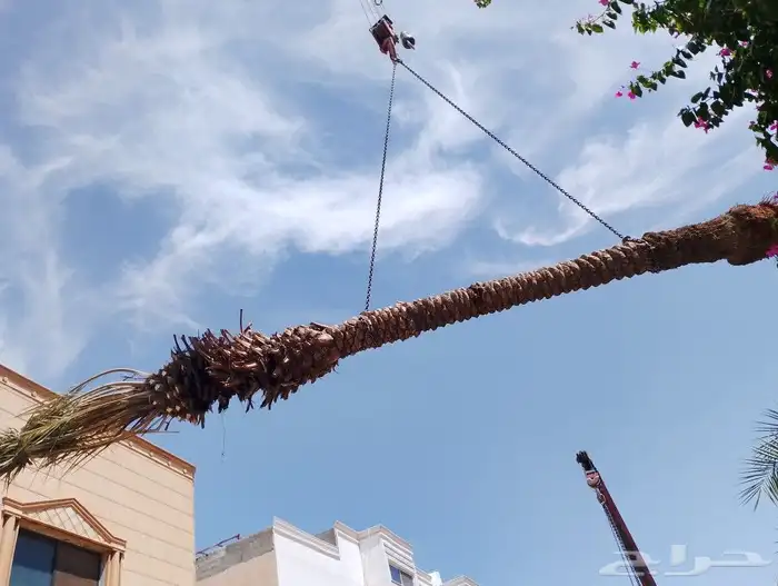 يوجد لدينا اعمل صيانه البيوت والفلال والقصور. وقلع النخيل 1