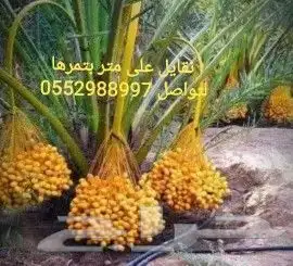 نخل للبيع بتمره الانوع روثانه نبوت سيف وسكري 2