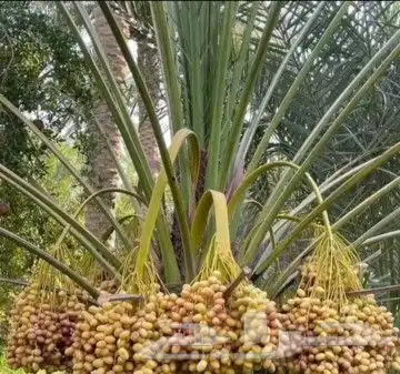 نخل للبيع بتمره الانوع روثانه نبوت سيف وسكري 4