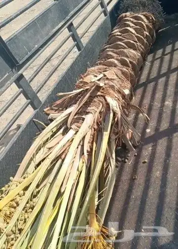 نخل للبيع بتمره الانوع روثانه نبوت سيف وسكري 3