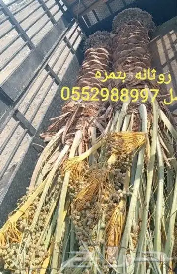 نخل للبيع بتمره الانوع روثانه نبوت سيف وسكري 0
