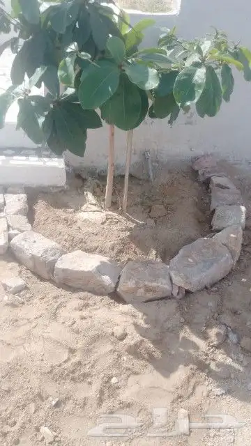 معلم حجر طبيعي 8