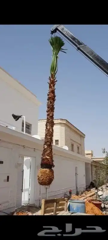 خدمات الزراعة والنخيل 0