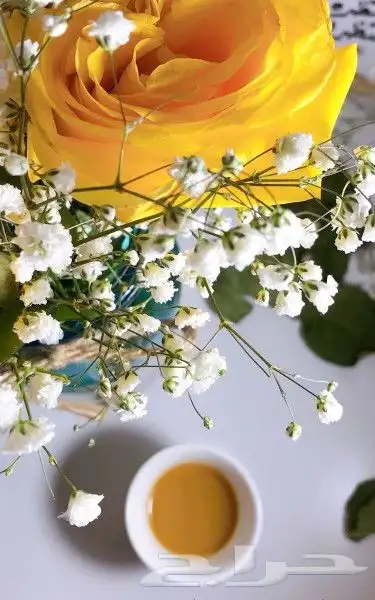 توصيل مدارس مخطط2 الشرائع 0