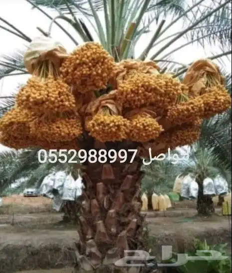 نخل للبيع بتمره الانوع روثانه نبوت سيف وسكري 1