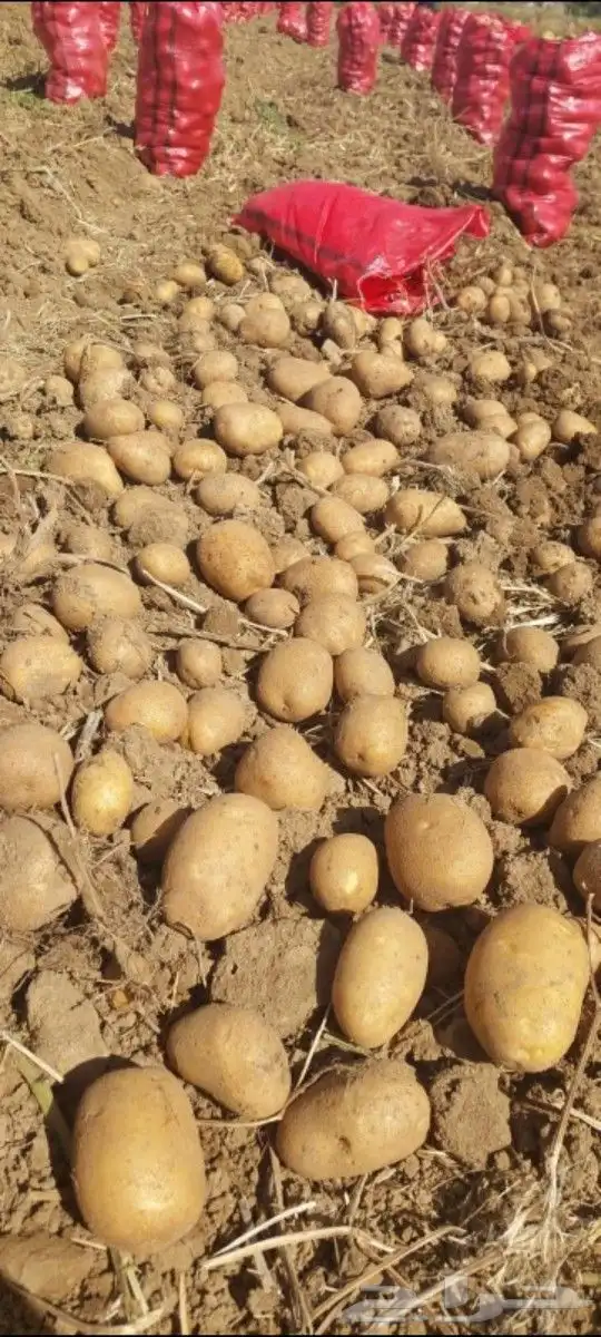 بطاطس قلي هولندي و بلجيكي افضل الاصناف توصيل جميع أ المملكة. 2