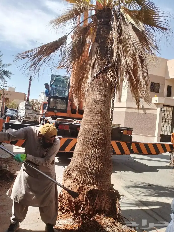 يوجد لدينا اعمل صيانه البيوت والفلال والقصور. وقلع النخيل 3