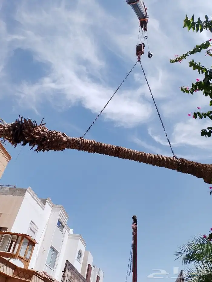 يوجد لدينا اعمل صيانه البيوت والفلال والقصور. وقلع النخيل 5