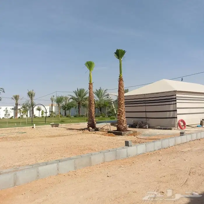 نخل عربي وواشنطنيا 1
