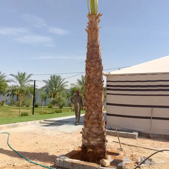 نخل عربي وواشنطنيا 0