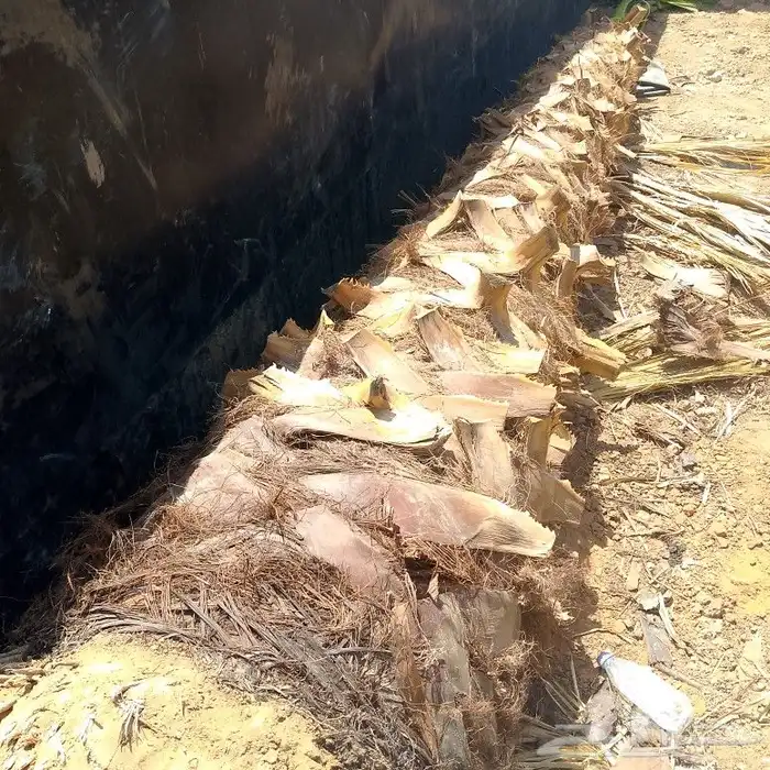 نخل عربي وواشنطنيا 4