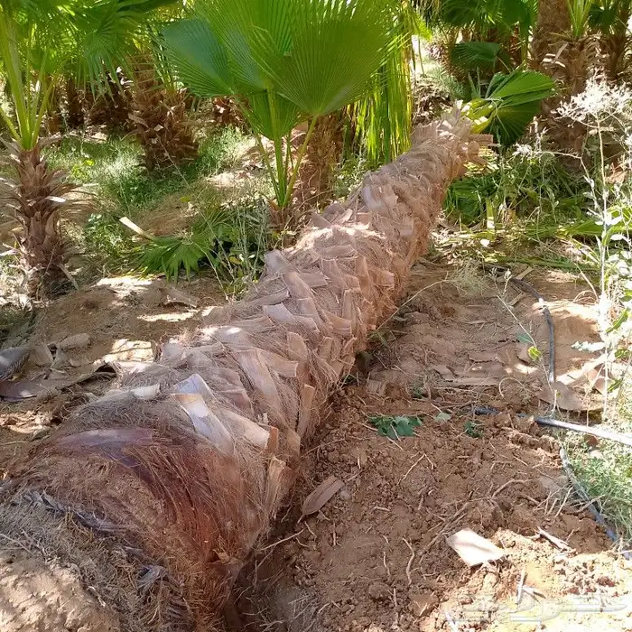 نخل عربي وواشنطنيا 3