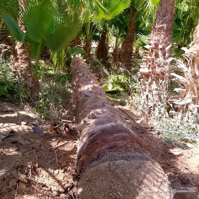 نخل عربي وواشنطنيا 2