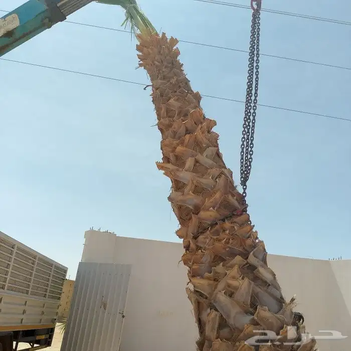 نخل عربي وواشنطنيا 5