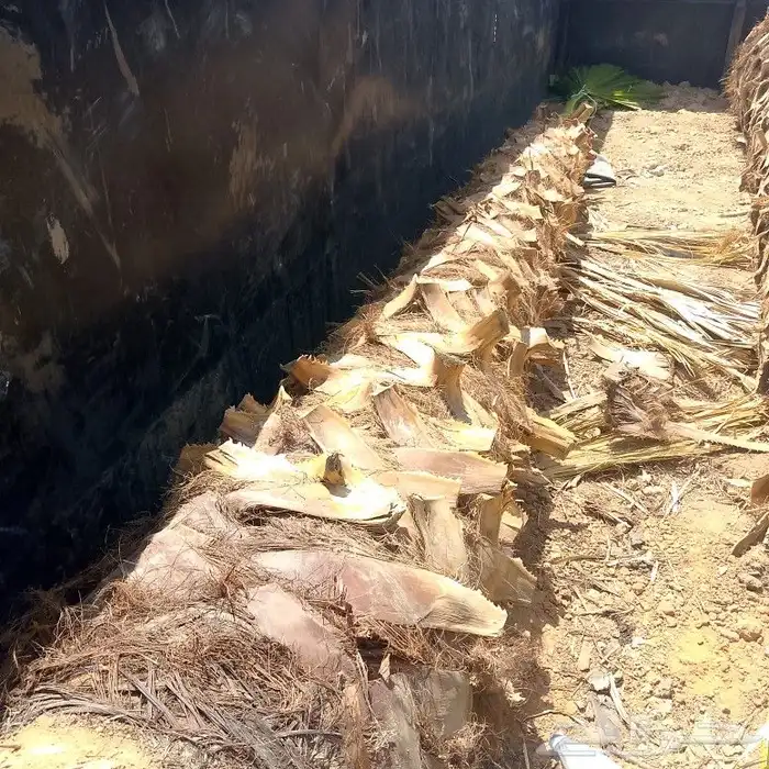 نخل عربي وواشنطنيا 6