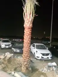 متوفر نخل للبيع جده مكه 6