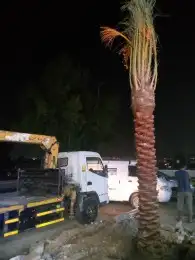 متوفر نخل للبيع جده مكه 7