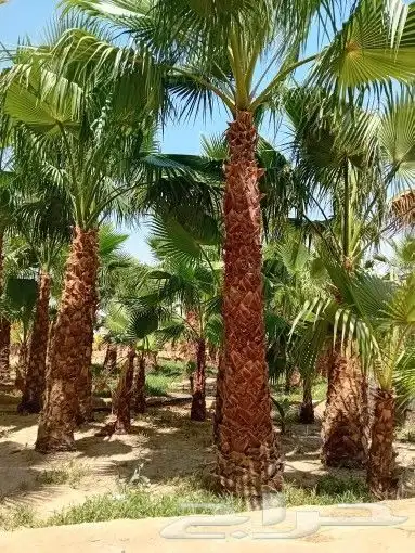 يوجد لدينا أنواع الشجرة والزيتون النخيل عربي وشنطني وجميع ال 6