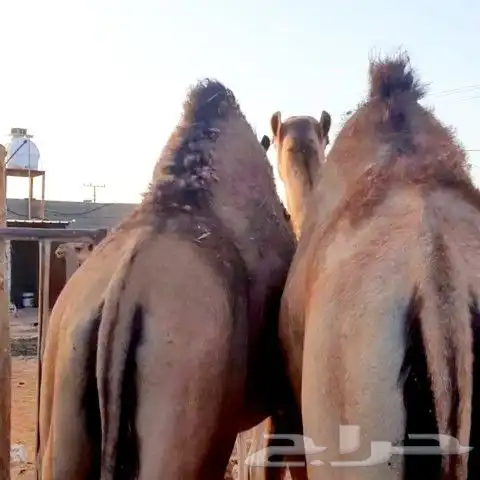 قعدان طيبه 0