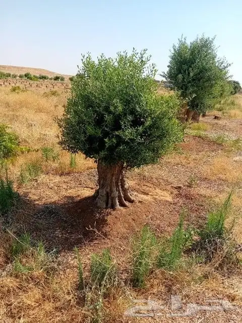 يوجد لدينا أنواع الشجرة والزيتون النخيل عربي وشنطني وجميع ال 1