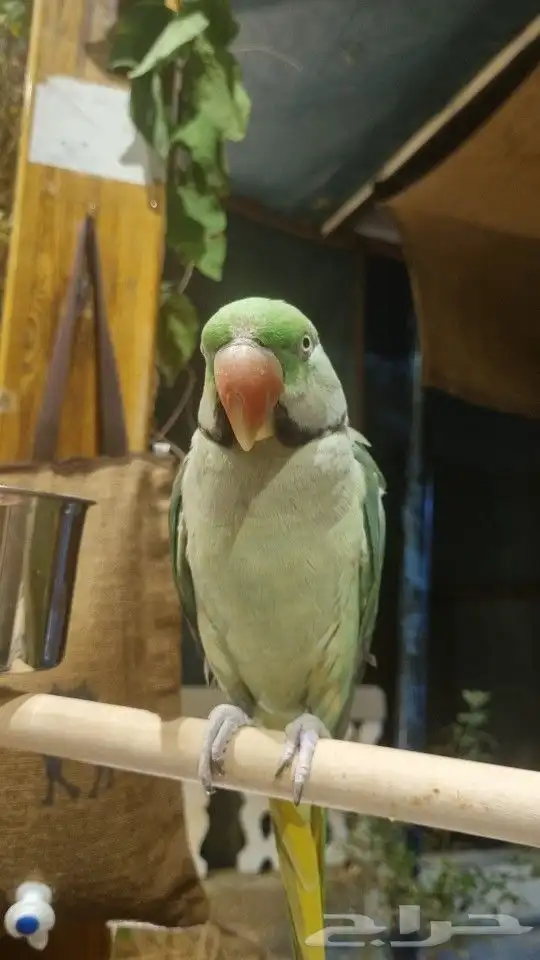 دره نيبالي ذكر 2