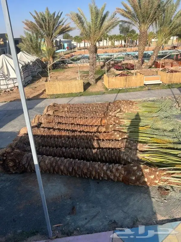 متوفر نخل للبيع جده مكه 4