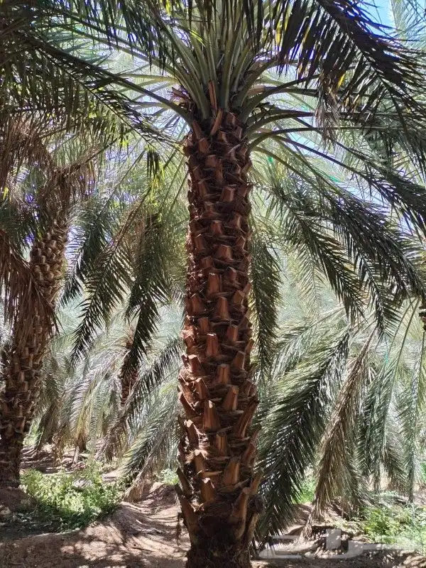متوفر نخل للبيع جده مكه 5