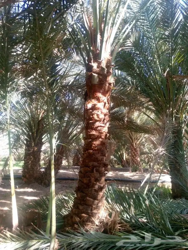 متوفر نخل للبيع جده مكه 3