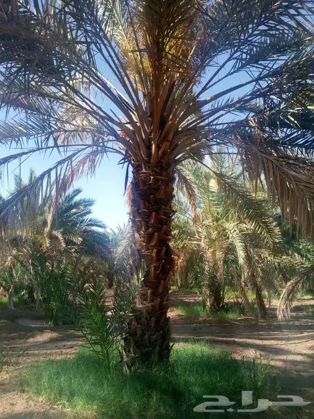 متوفر نخل للبيع جده مكه 1