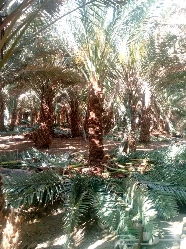 متوفر نخل للبيع جده مكه 2