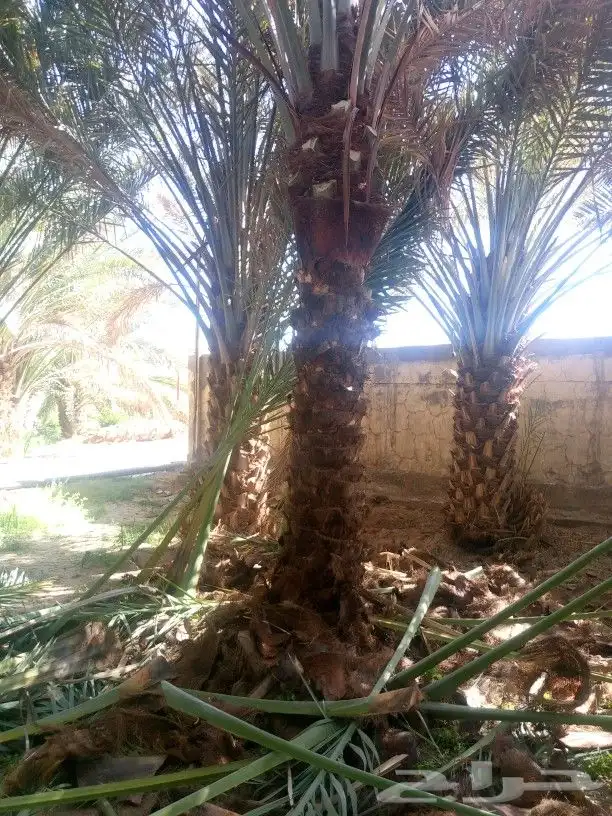 متوفر نخل للبيع جده مكه 0