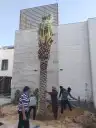 زراعة نخيل 5