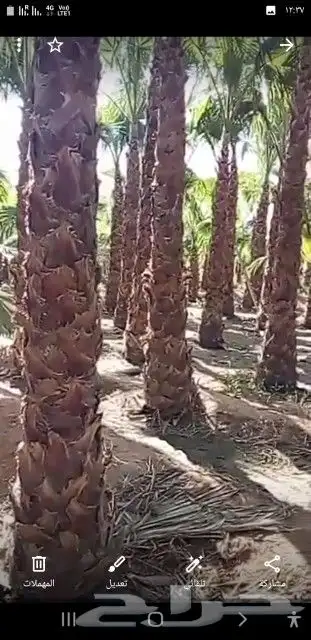نخل واشنطني وعربي واشجار زيتون واشجار سدر للبيع. 4
