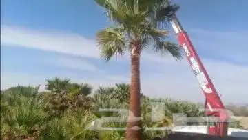 نخيل المملكه بجميع النواعه 8