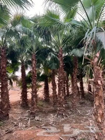 نخيل المملكه بجميع النواعه 3