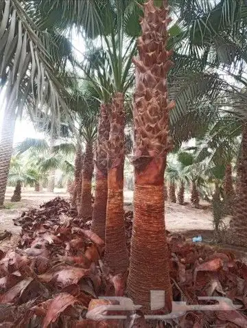 نخيل المملكه بجميع النواعه 11