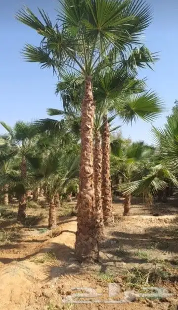 نخيل المملكه بجميع النواعه 6
