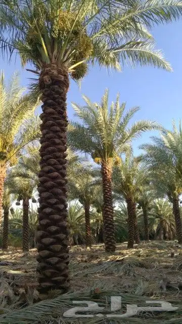 نخل واشنطني وعربي واشجار زيتون واشجار سدر للبيع. 0