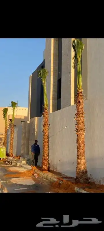 نخل واشنطني وعربي واشجار زيتون واشجار سدر للبيع. 3