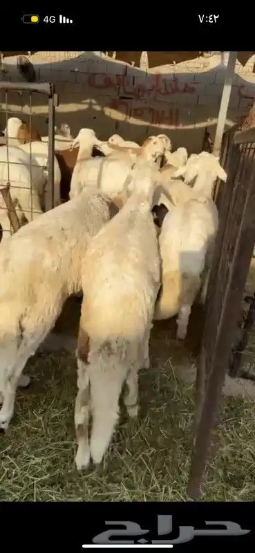 طليان سواكن مرابي الطايف 3