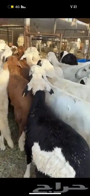 طليان سواكن مرابي الطايف 4