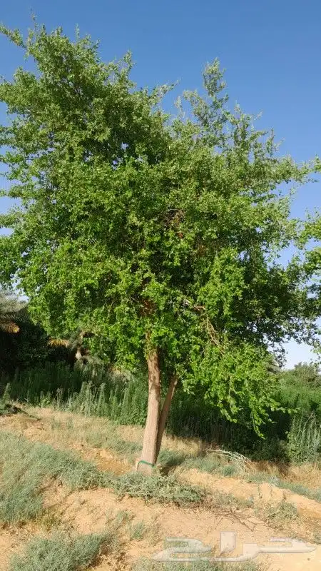 نخل واشنطني وعربي واشجار زيتون واشجار سدر للبيع. 1