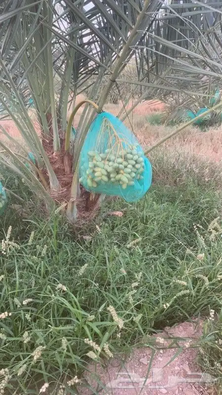 نخل للبيع مثمر حايل نخل مثمر  فروخ  جثايث  نقايل 0