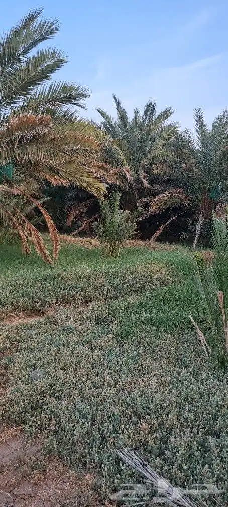 مزرعه للبيع 4